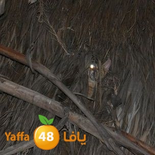 cat lud 910 (29).JPG